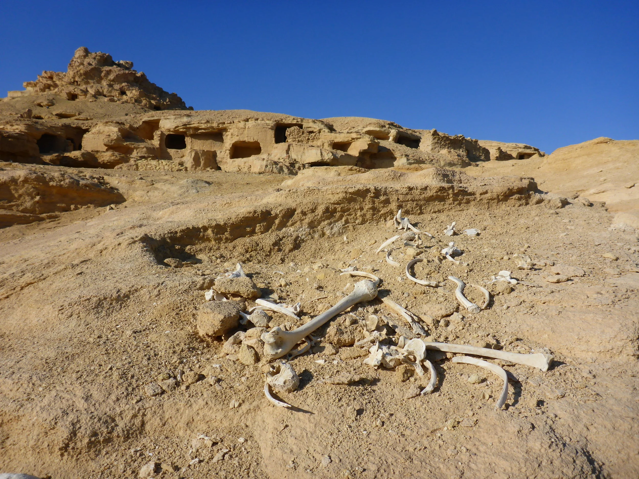 Mountain of dead at Siwa 