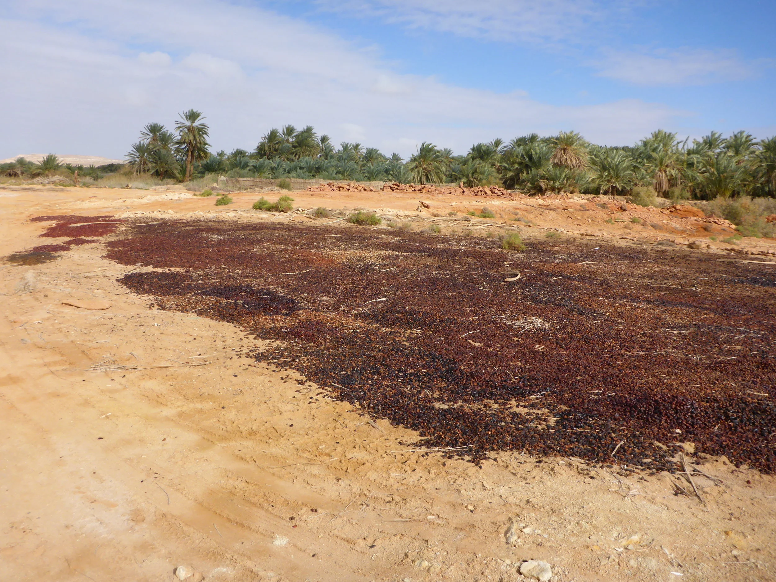 Famous dates of Siwa before packaging :-)