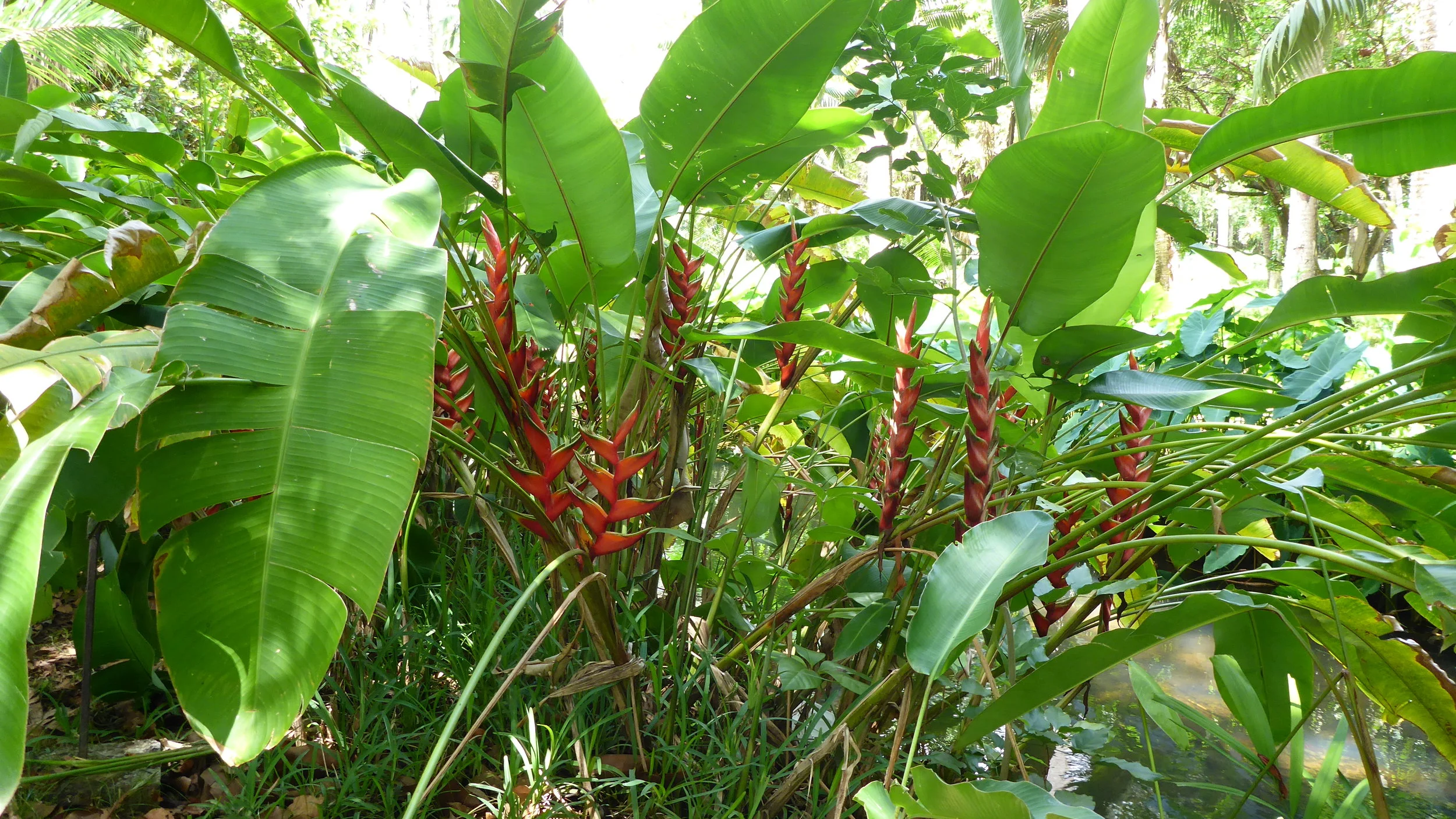 Clove tree 