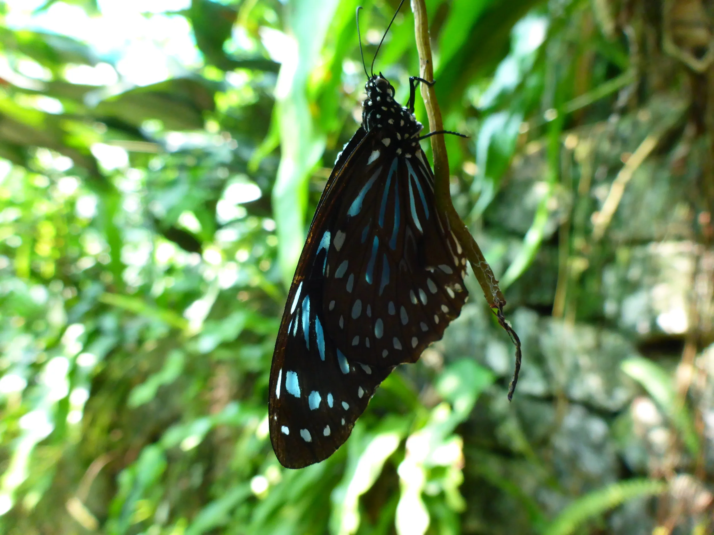 Butterlfy park - Kuala Lumpur