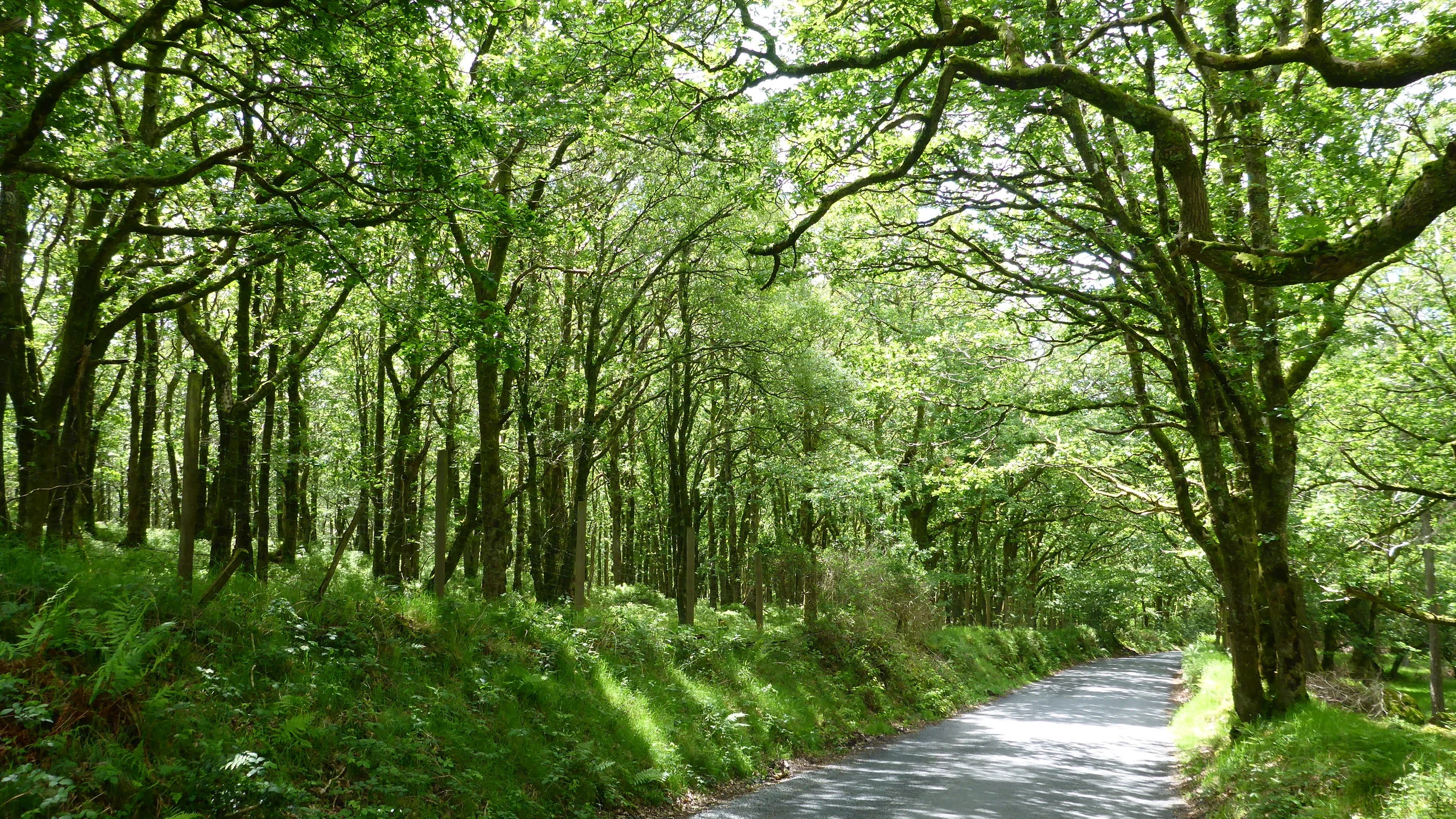 Surprise at Emerald Island 