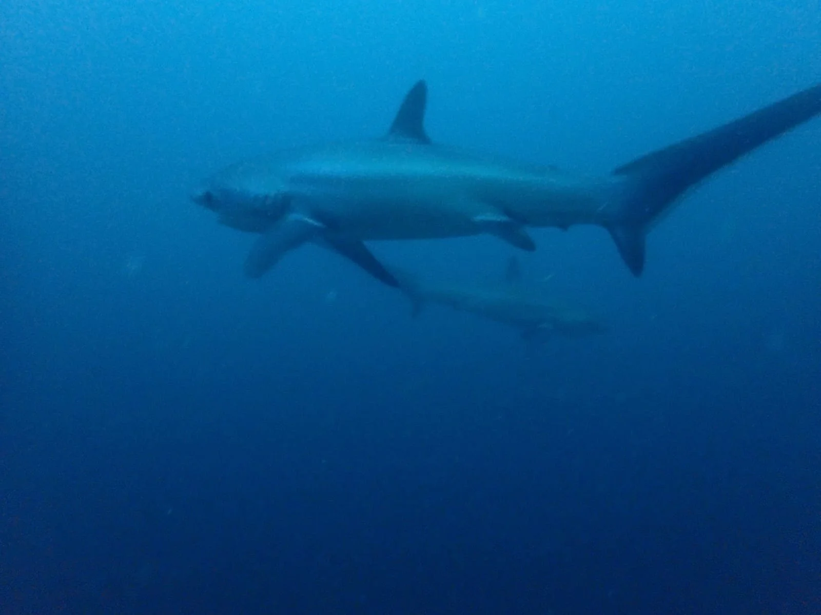 WhatsApp Image 2019-11-18 at 11.21.27(1).jpeg