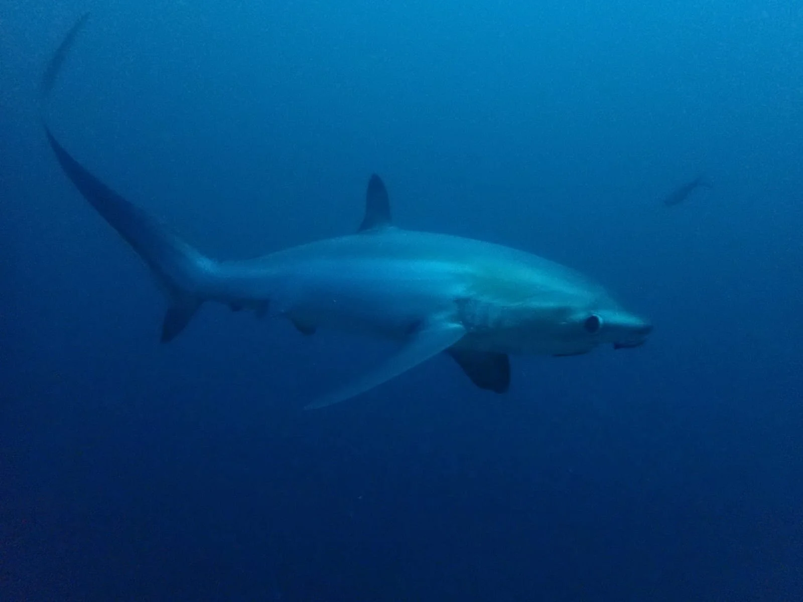 WhatsApp Image 2019-11-18 at 11.21.27.jpeg