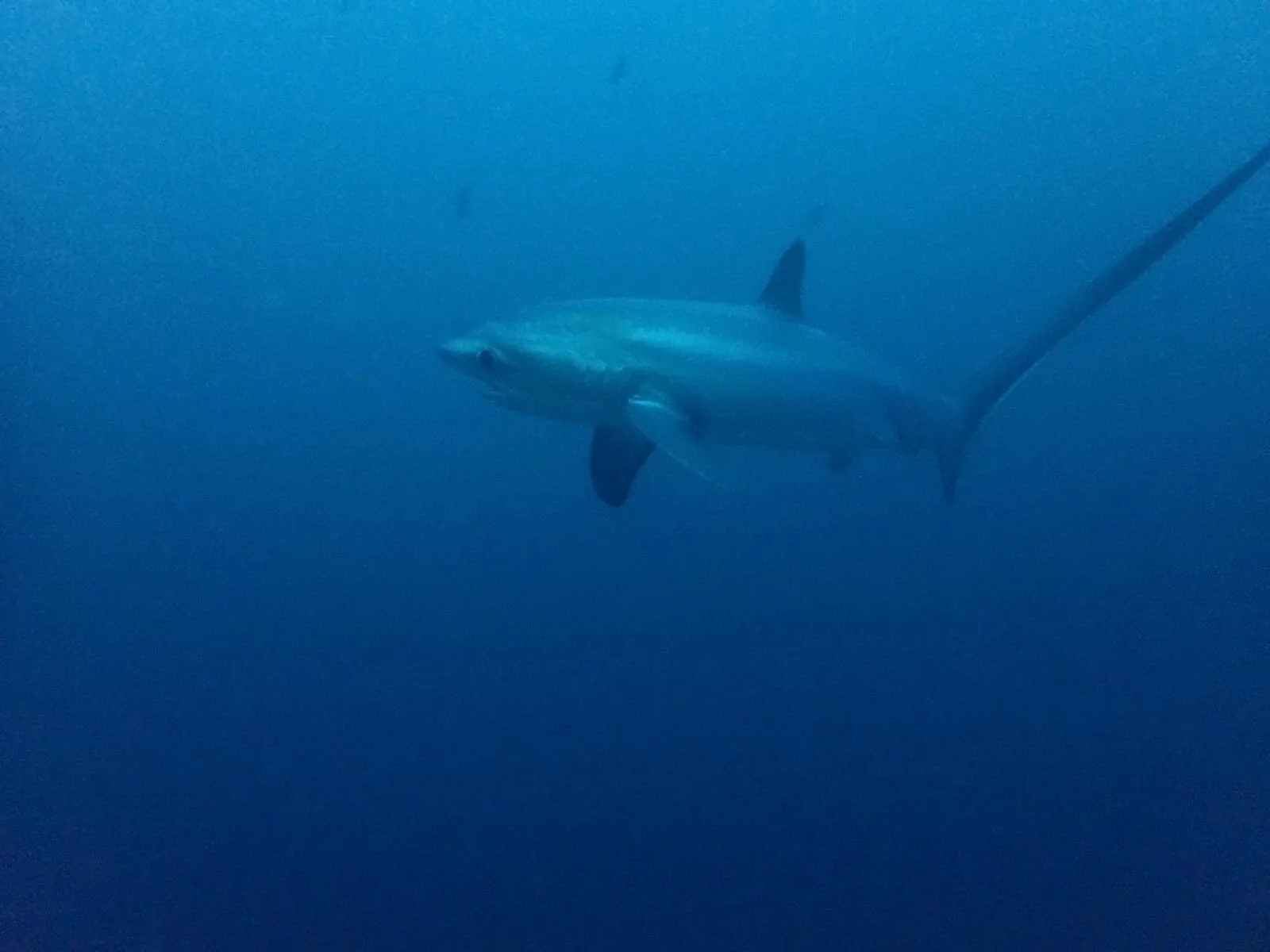 WhatsApp Image 2019-11-18 at 11.21.28(1).jpeg