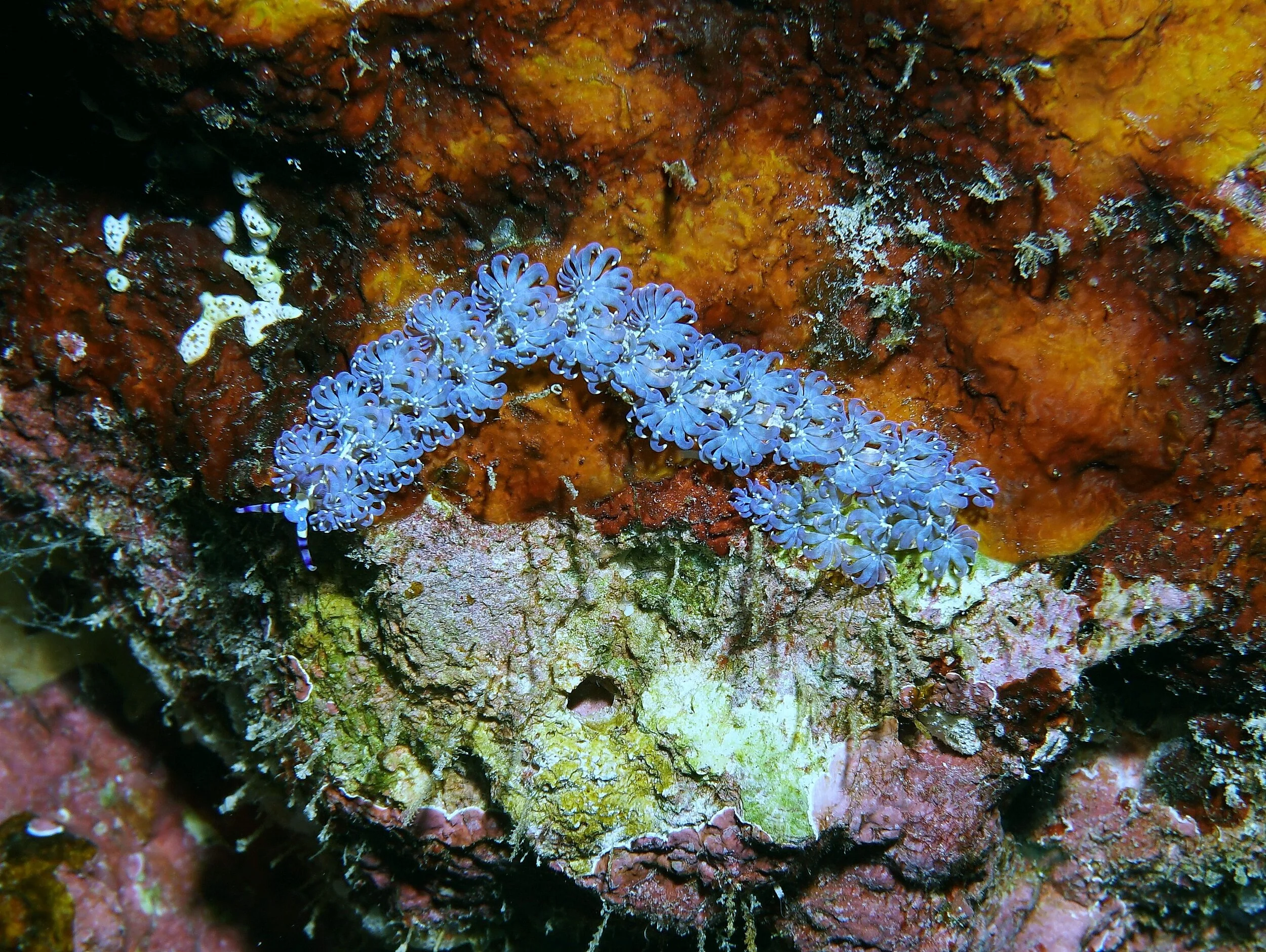 Blue Dragon nudibranch19c.JPG