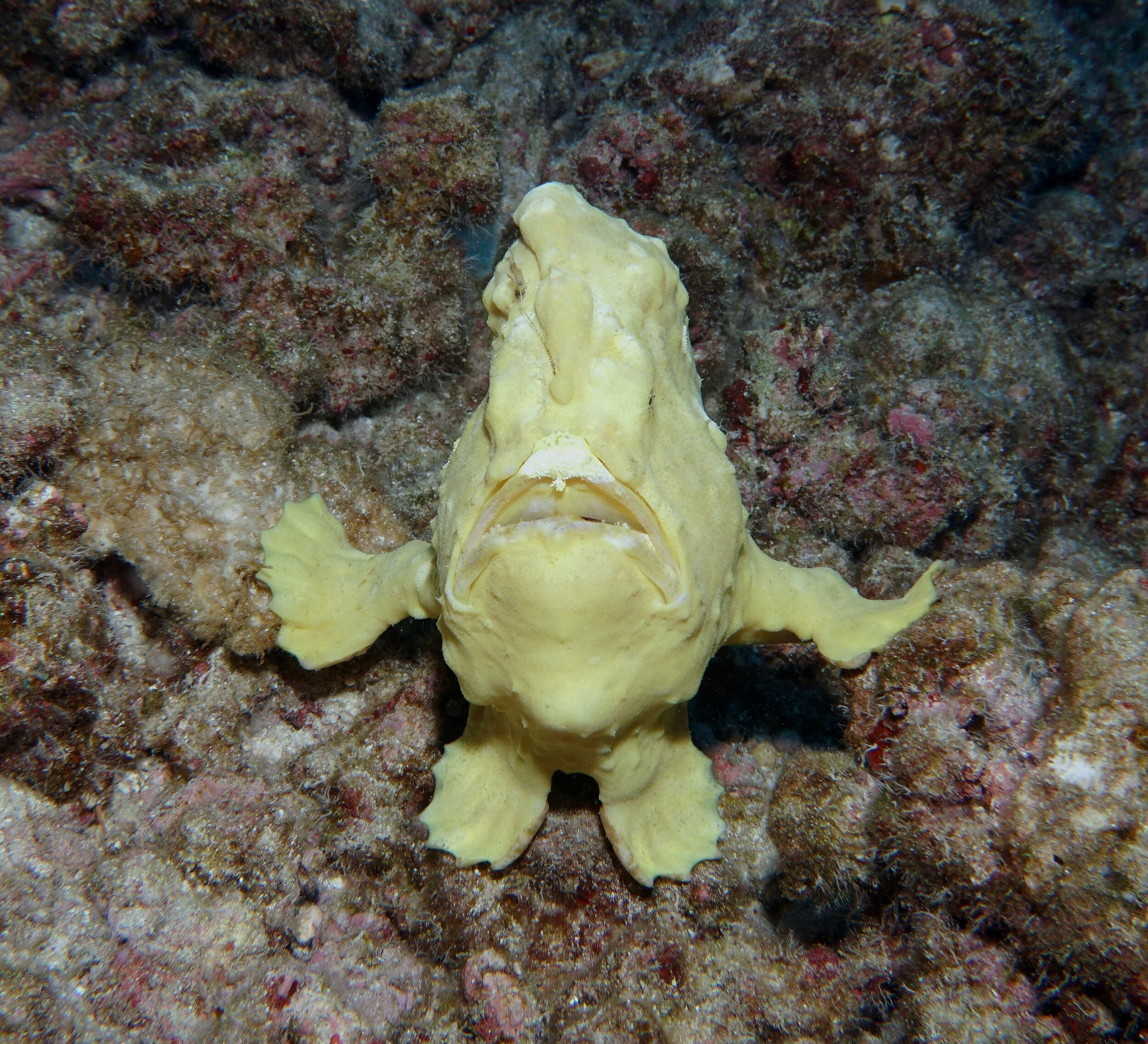 Commerson's Frogfish19.JPG