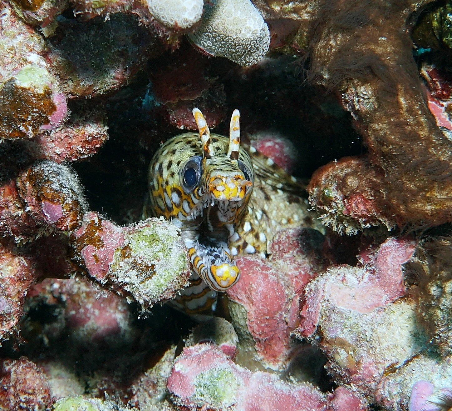 Dragon Moray Eel19c.JPG