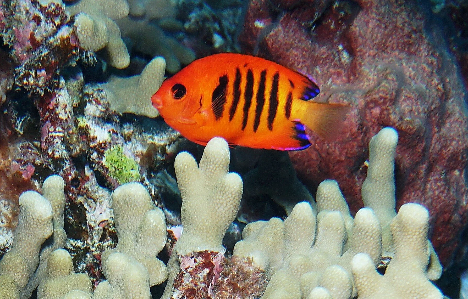 Flame Angelfish19a.JPG