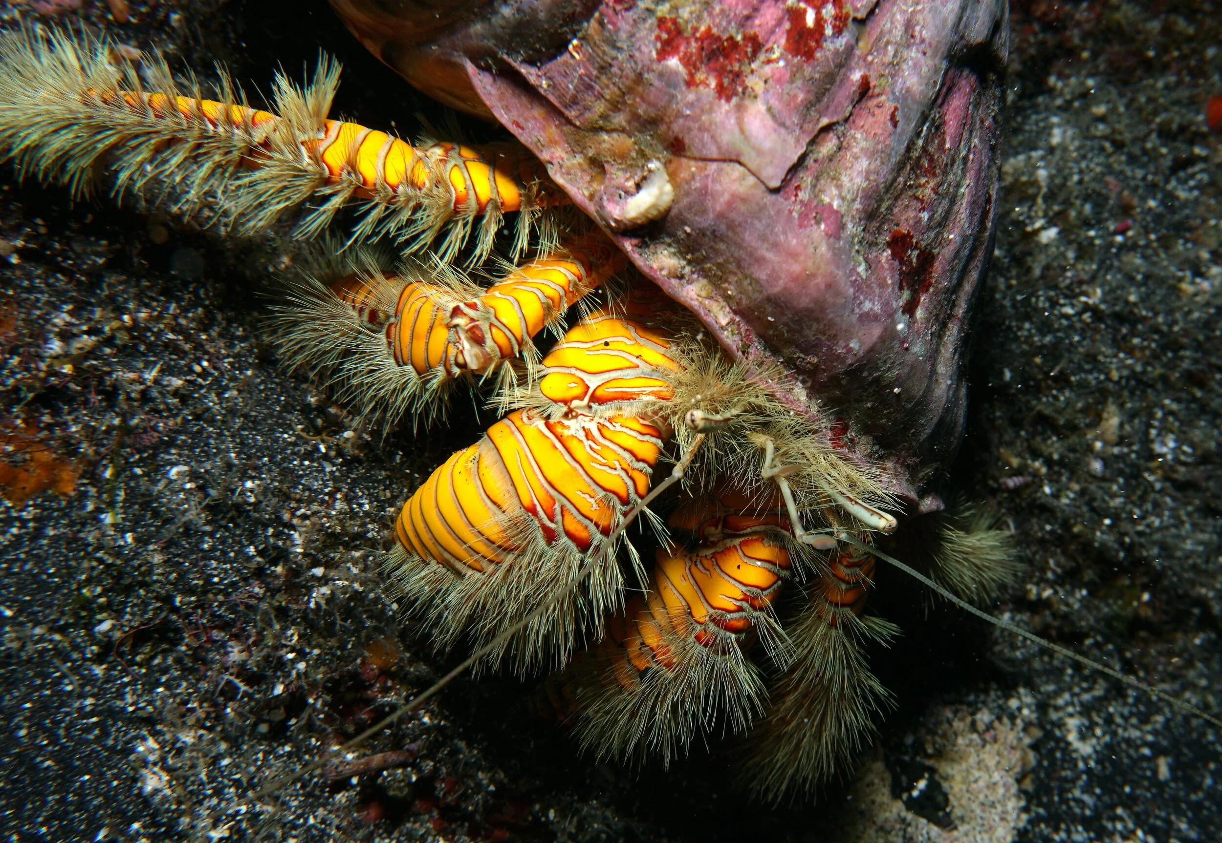 Hairy Yellow Hermit Crab19a.JPG