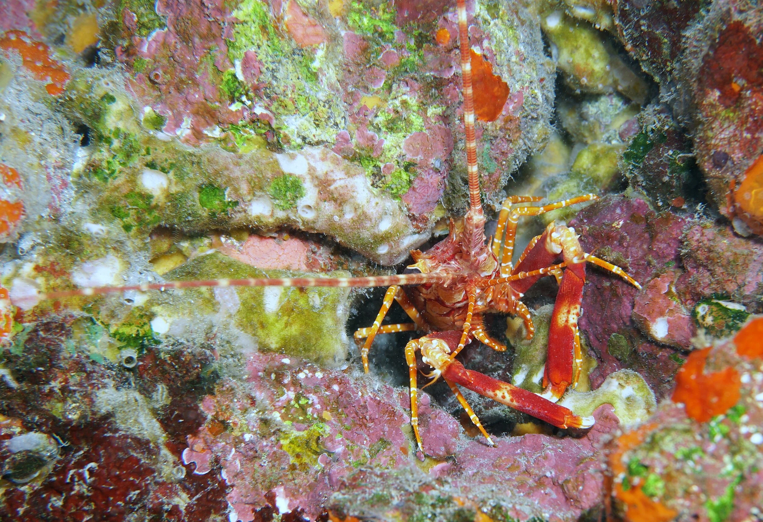 Red Banded Lobster19a.JPG