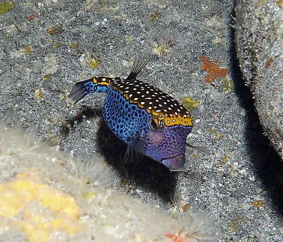 Spotted Boxfish19.JPG