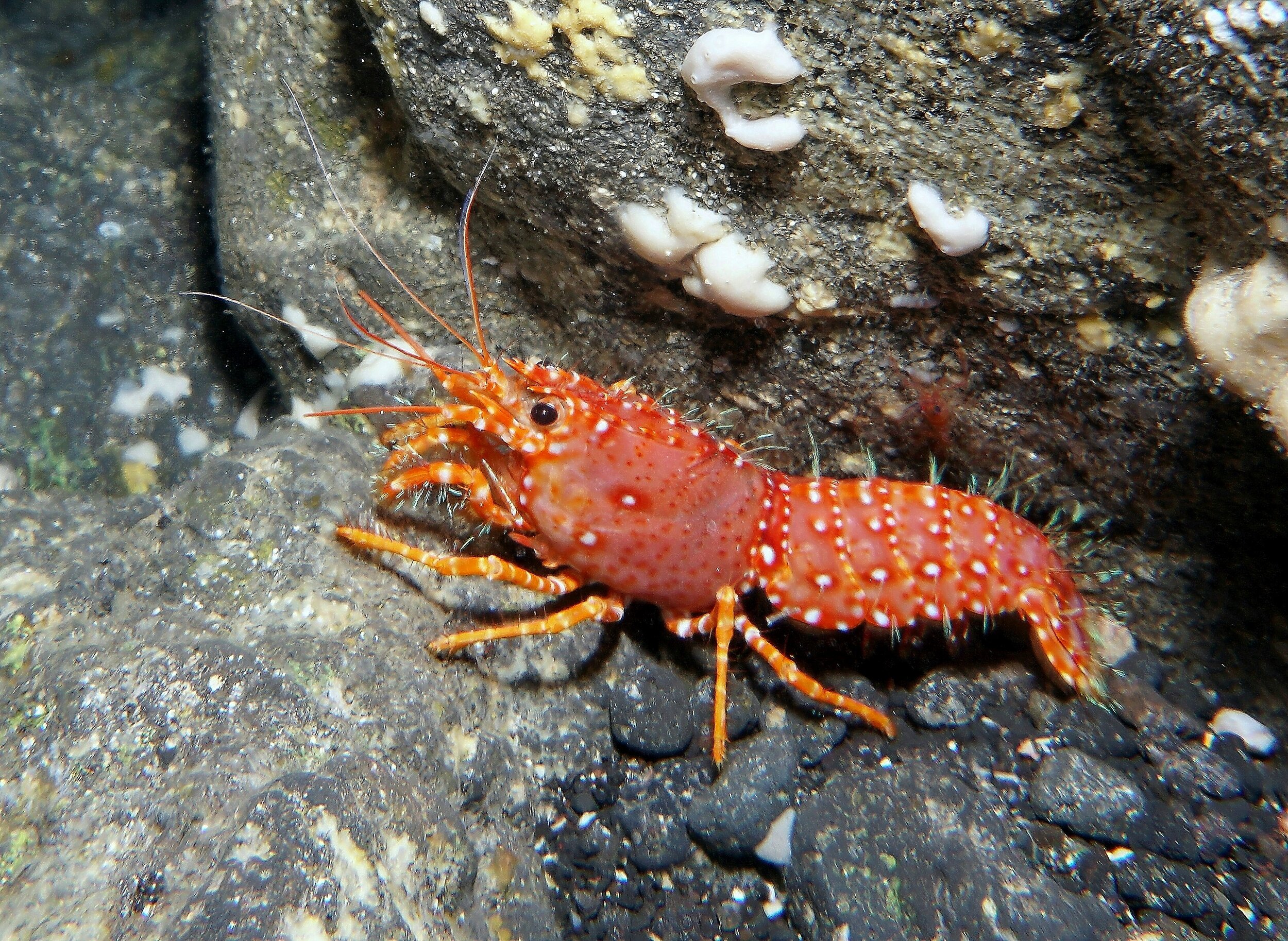 Red Reef Lobster19c.JPG