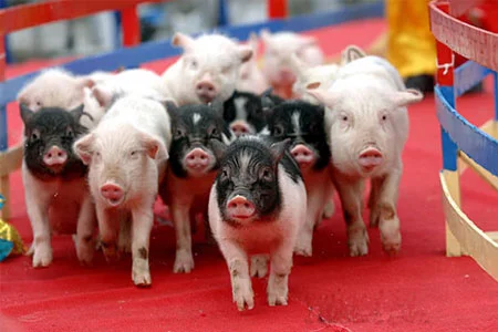 funny-pig-sports-meeting.jpg