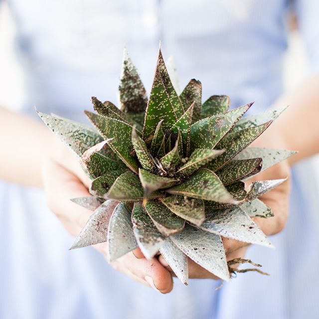 Do you remember the time I split the Cook-Adair's succulents for them? Well, if you have an abundance of succulents like they did, you can either expand your collection and get more pots to put them in, or you can get some biodegradable containers, p