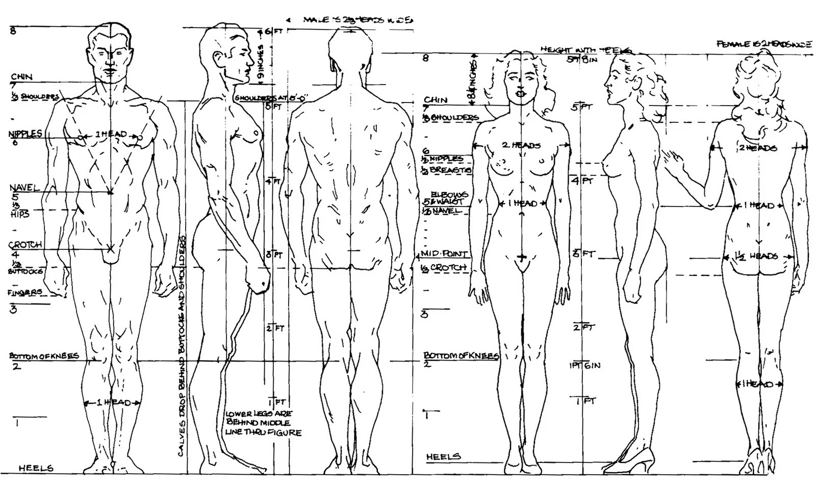 Guide on drawing proportion