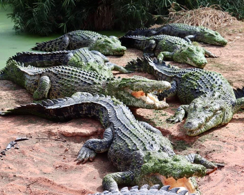 I'm a tourist and what's the most cost efficient and air-conditioned way to get to the Malcolm Douglas Crocodile Park