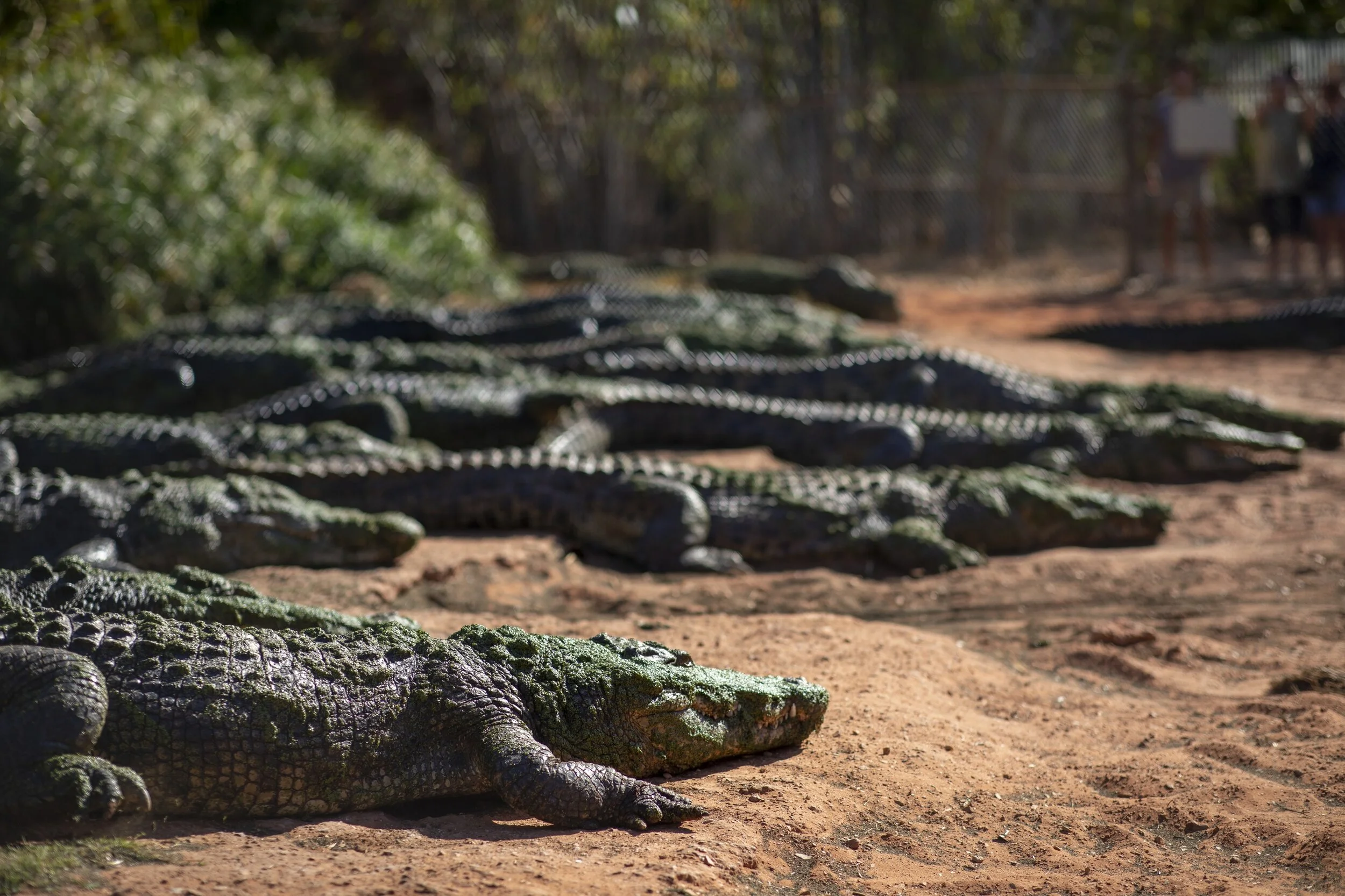 crocs front bay.jpg