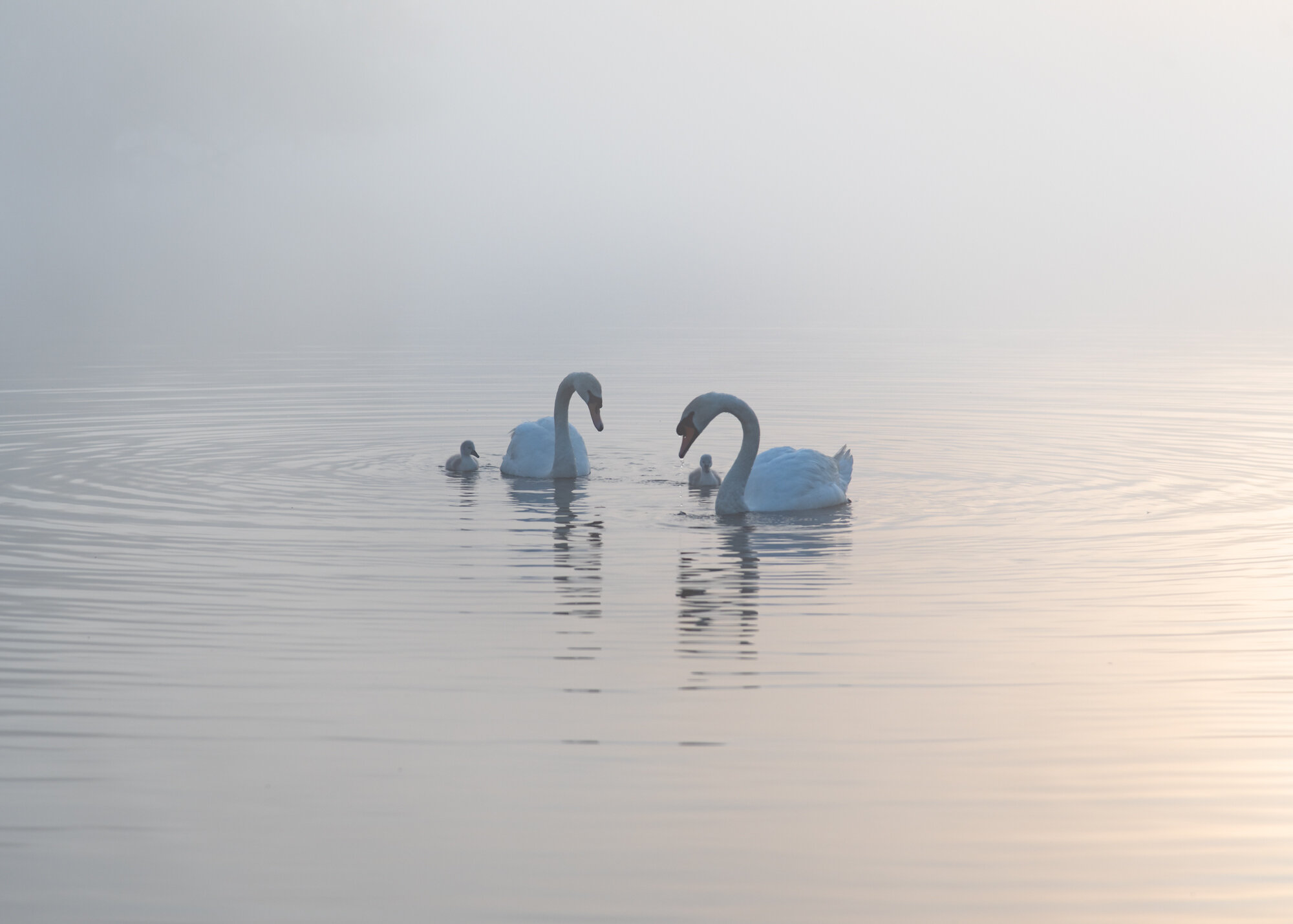 Swan Family