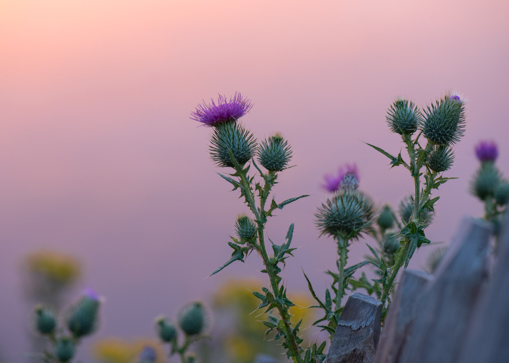 Thistles-1.jpg