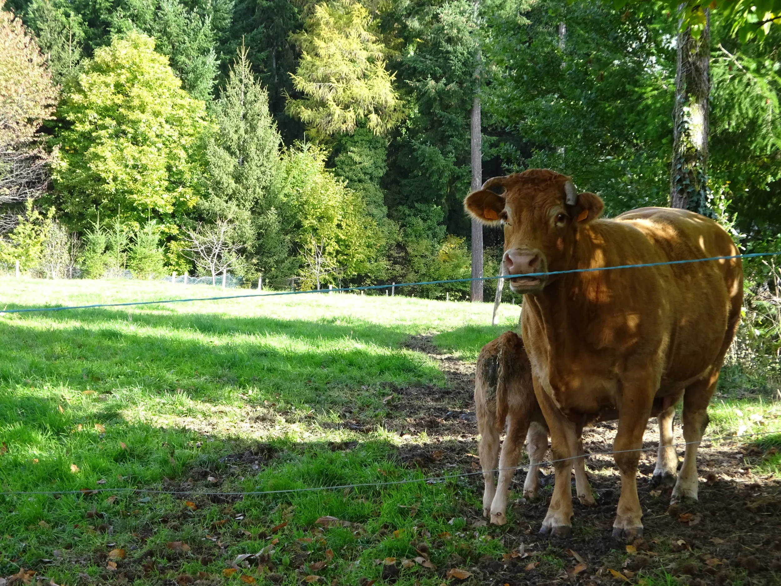 DSC00090 - kopie.JPG