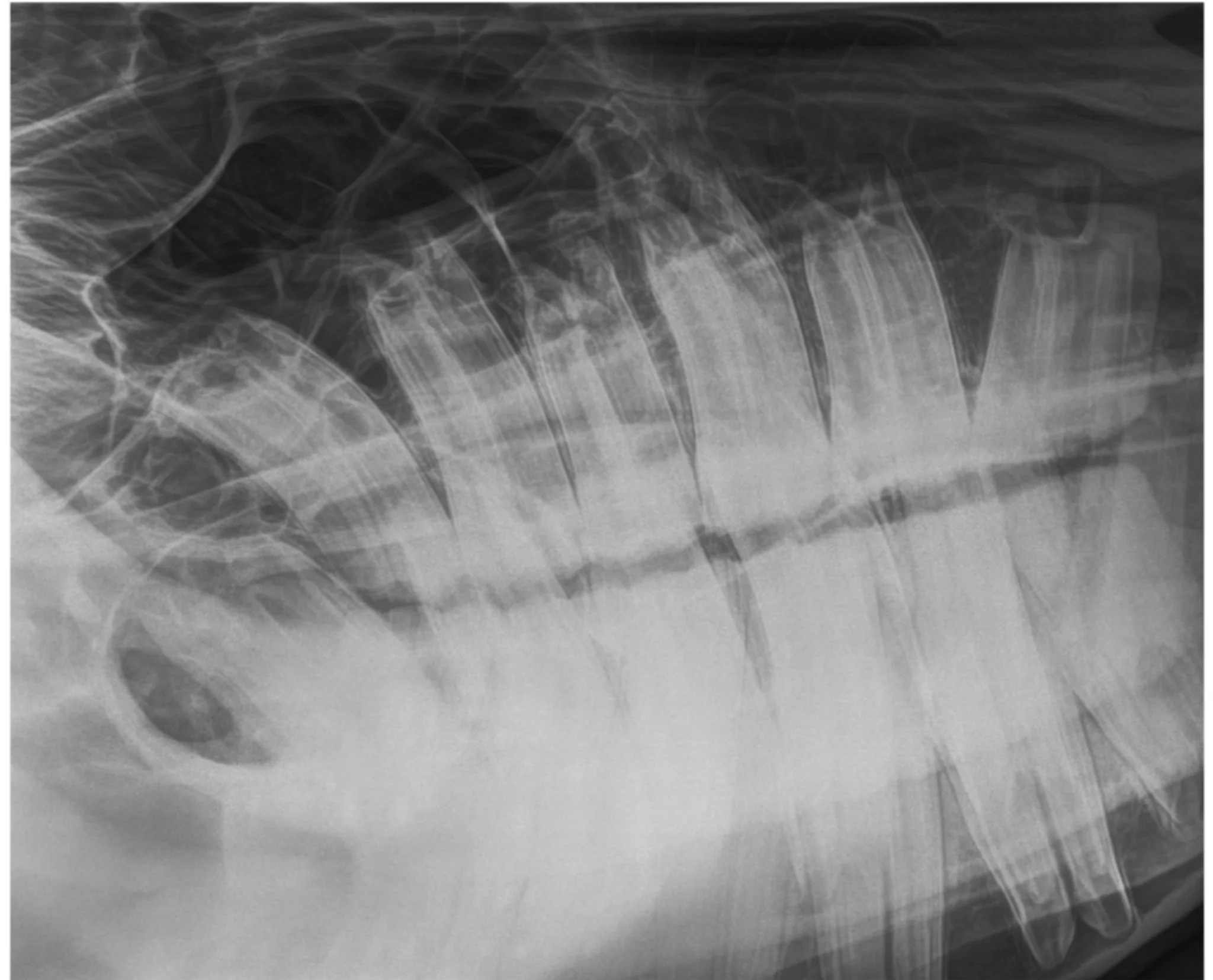 Dental_normal.jpg