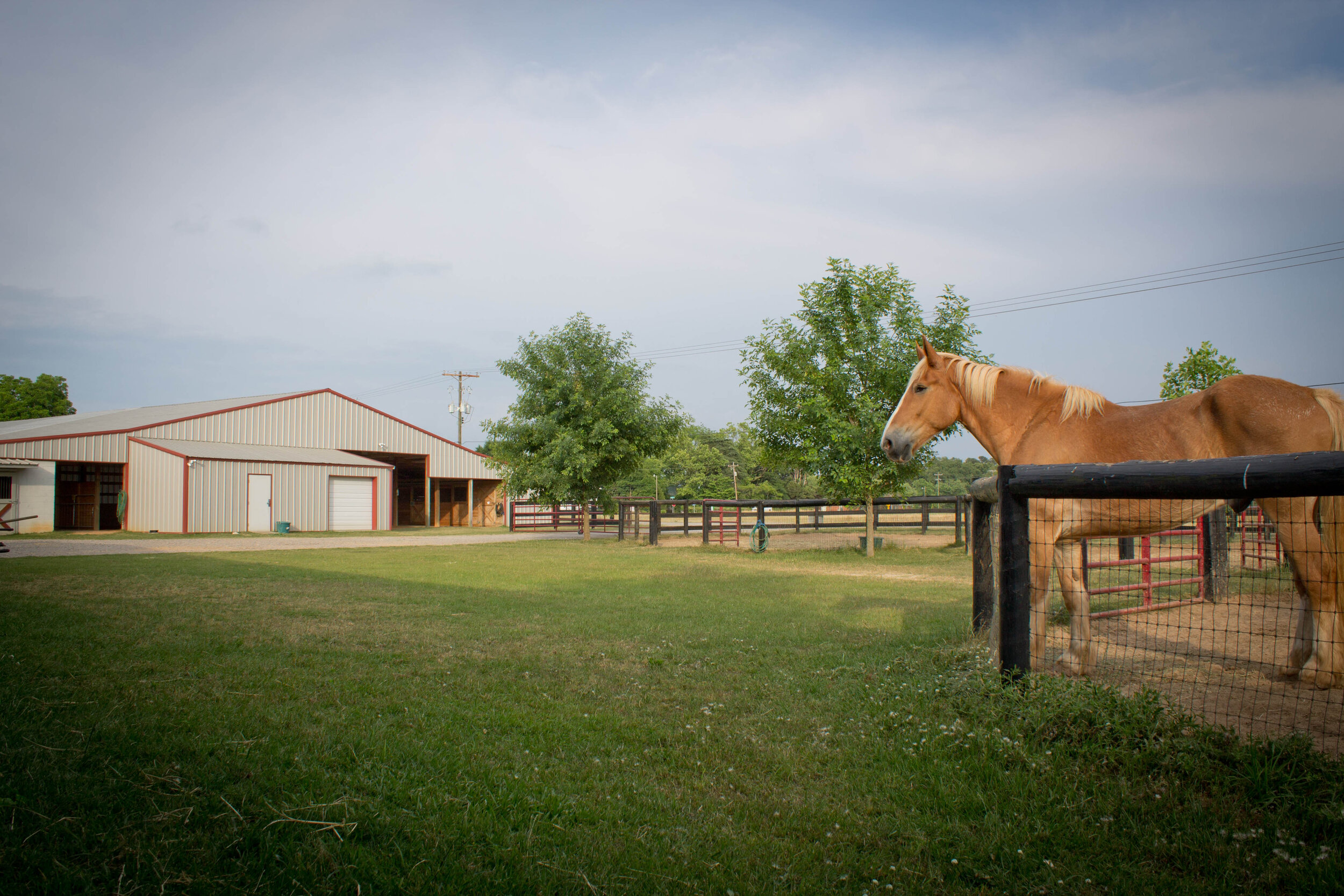 In-patient paddocks and arena