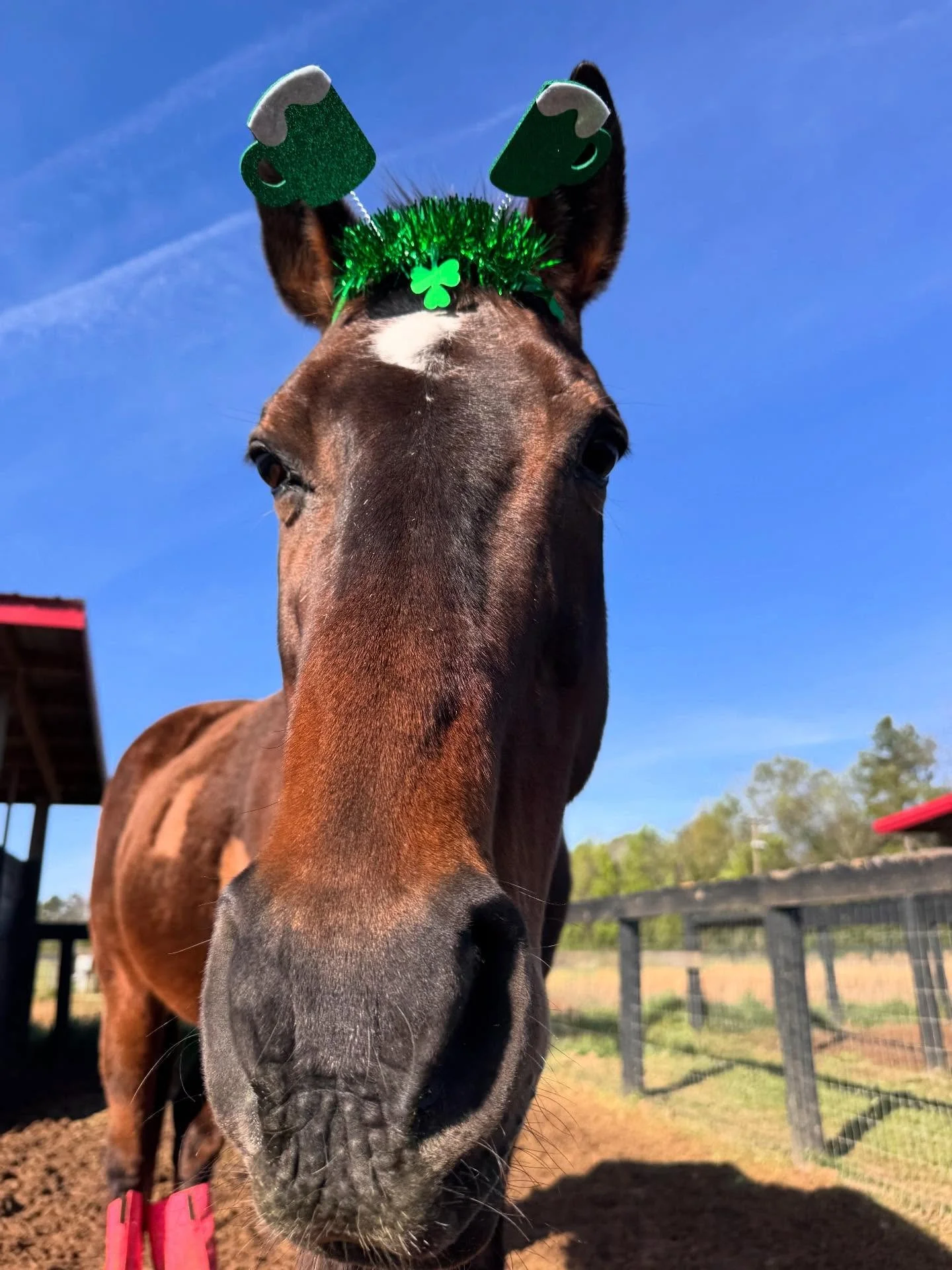 From all of us at Southern Equine Service, we wish you a Happy St. Patrick&rsquo;s Day filled with healthy horses. 🐎 💚