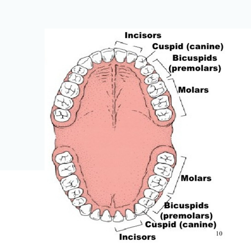 Where Are The Canine Teeth Located