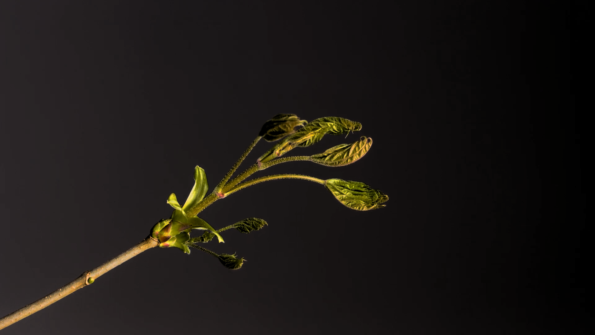 Time-Lapse: Bud Sprouts Flower Leaf