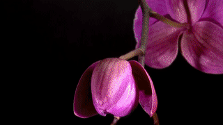 Floral Flow Vixtape Art Culture Commerce Floral Flow Vixtape Art Culture Commerce