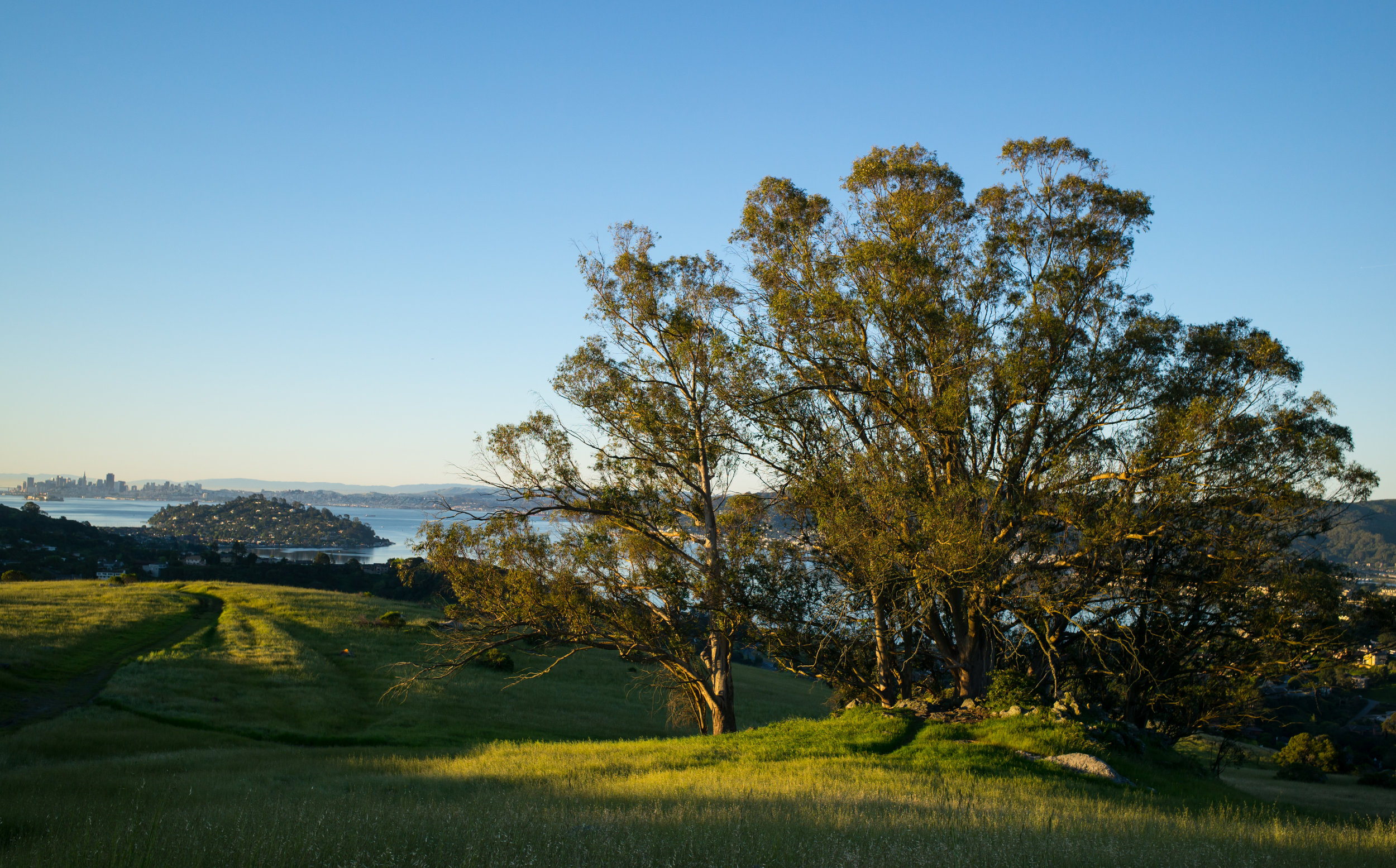 SunriseRingMountain-Tree.jpeg
