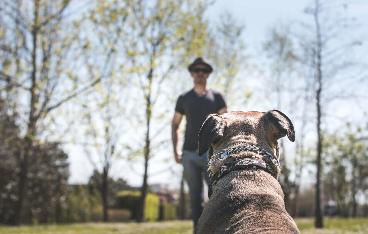 TEAM — The Good Dog Training & Rehabilitation