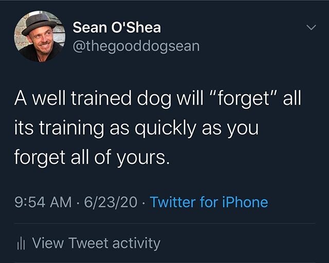 The best trained dogs will happily &ldquo;forget&rdquo; all they know, the minute you forget to hold them to it.