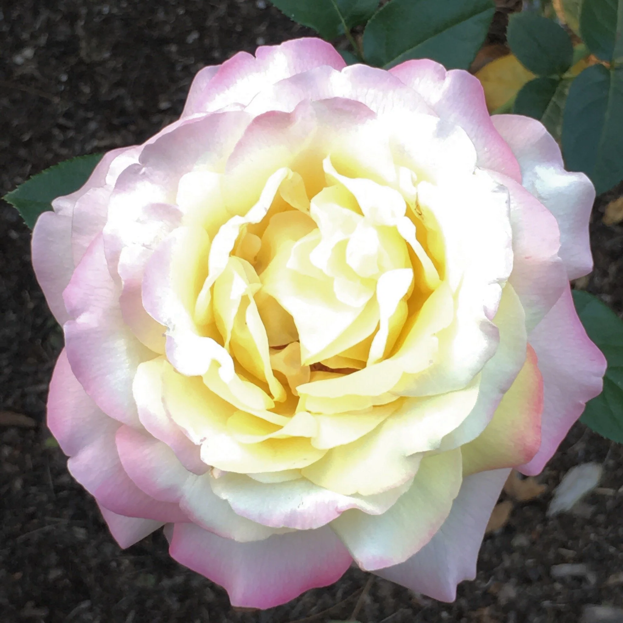 Workshop: Attain Your Highest, Most Vibrant Beauty