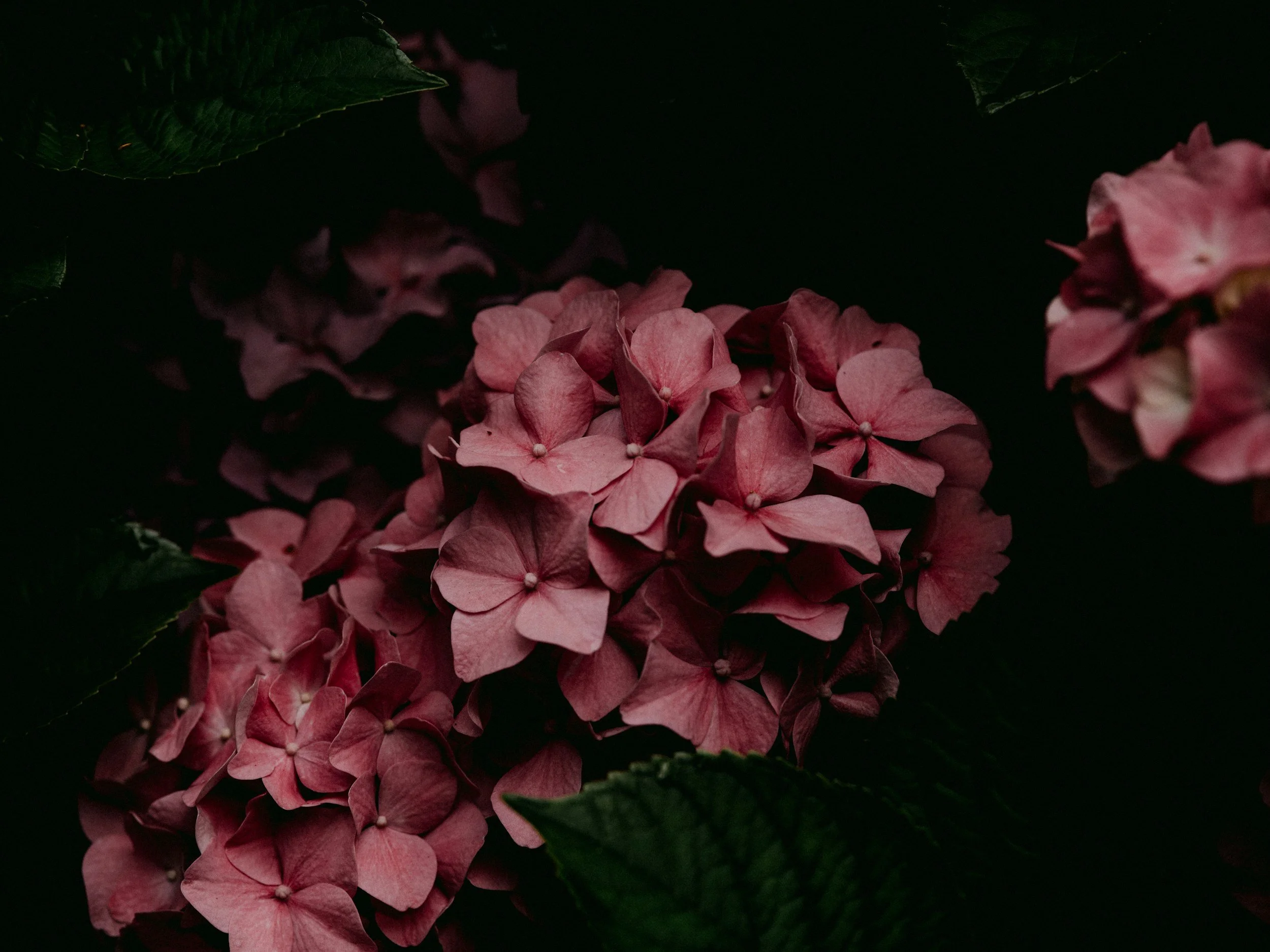 Close-up of pink hydrangea flowers surrounded by dark green leaves.