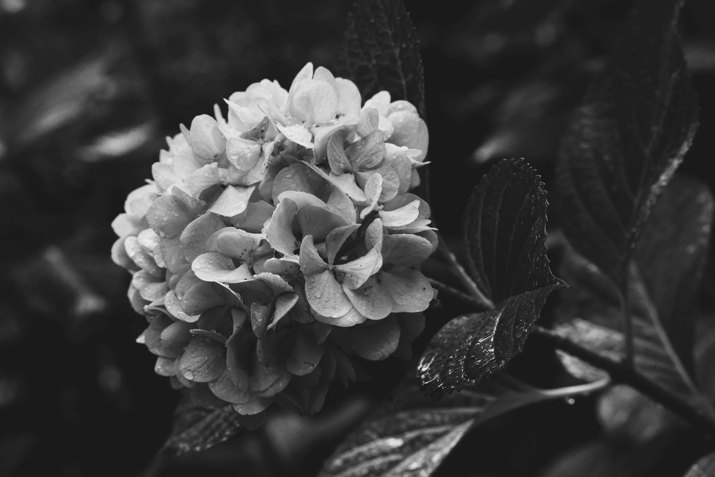 Black and white photo of a hydrangea flower with water droplets on the petals, surrounded by large leaves.