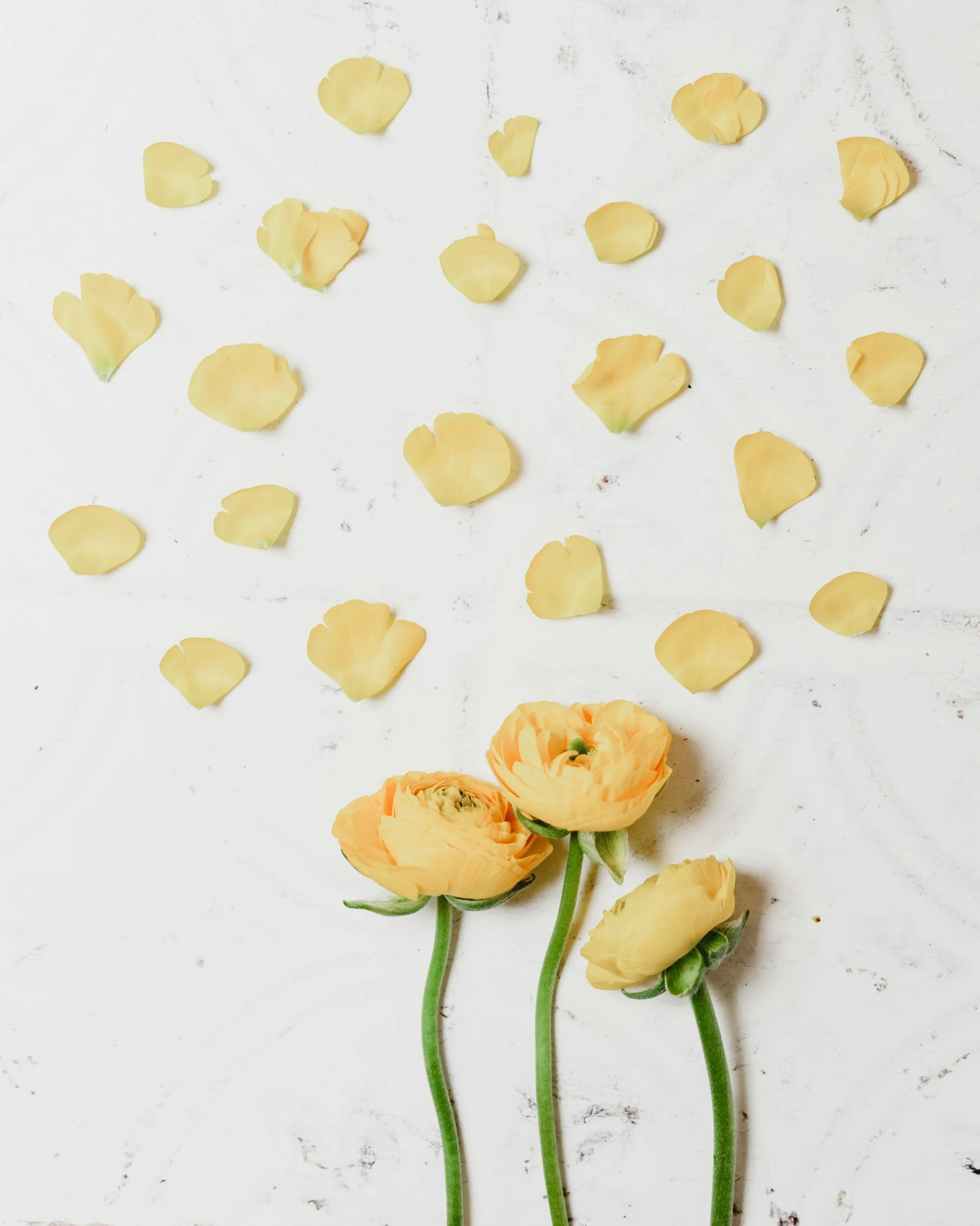 Three yellow ranunculus flowers with green stems and yellow rose petals scattered on a white surface.