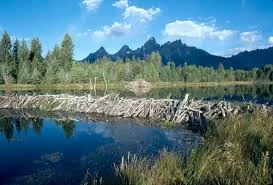 beaver habitat.jpg