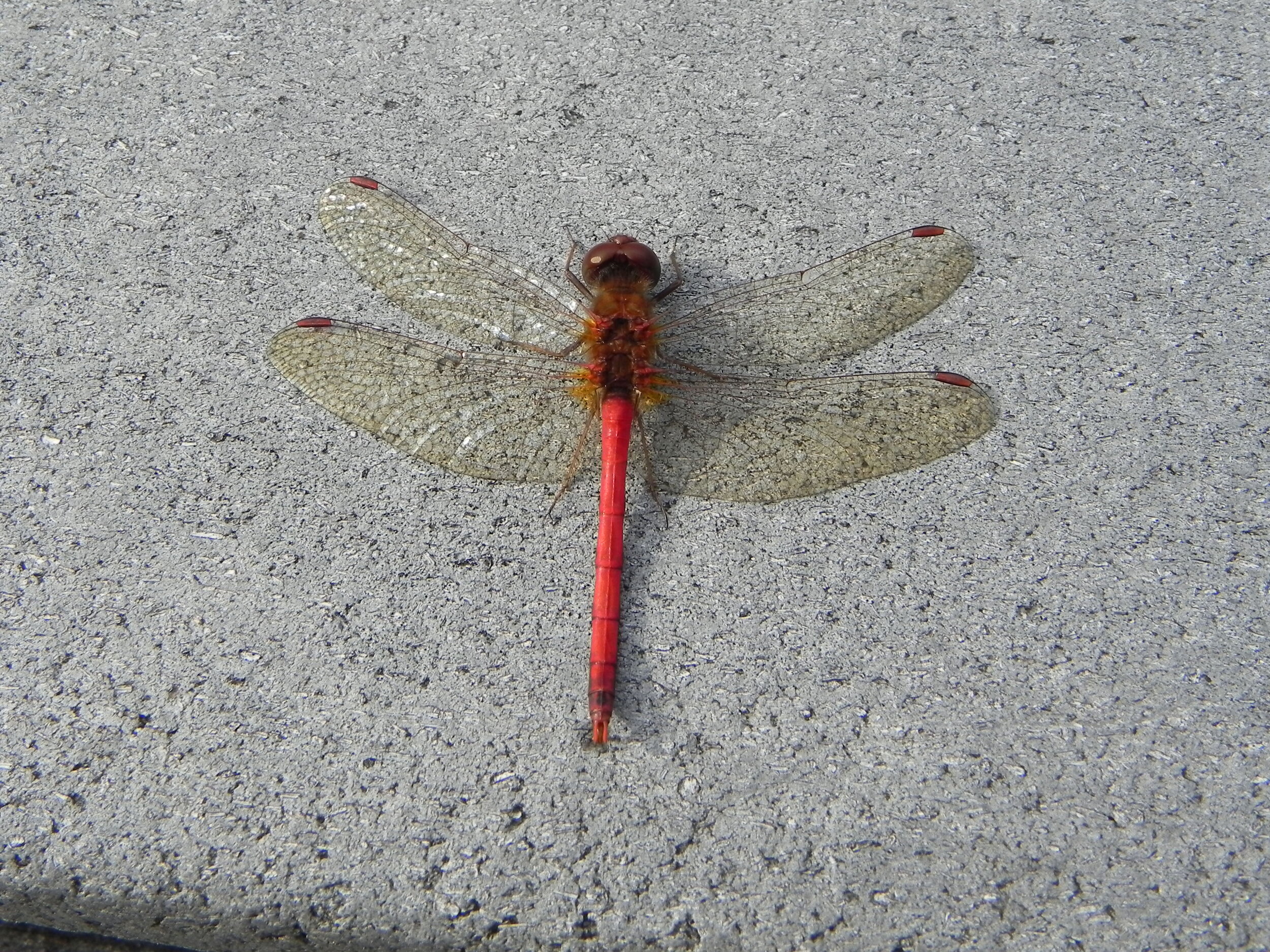 Dragon Fly 2.jpg