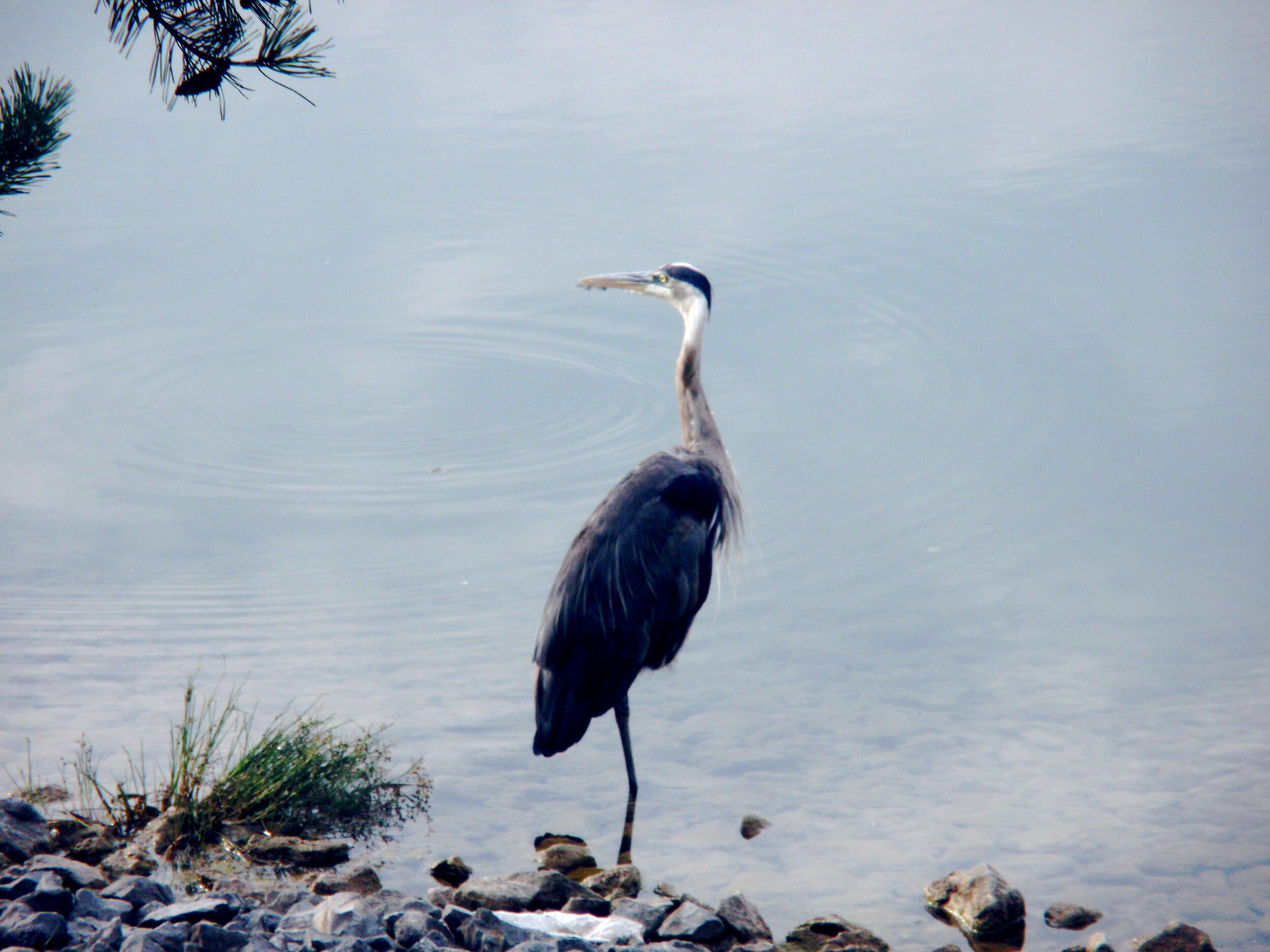 Heron-001.jpg