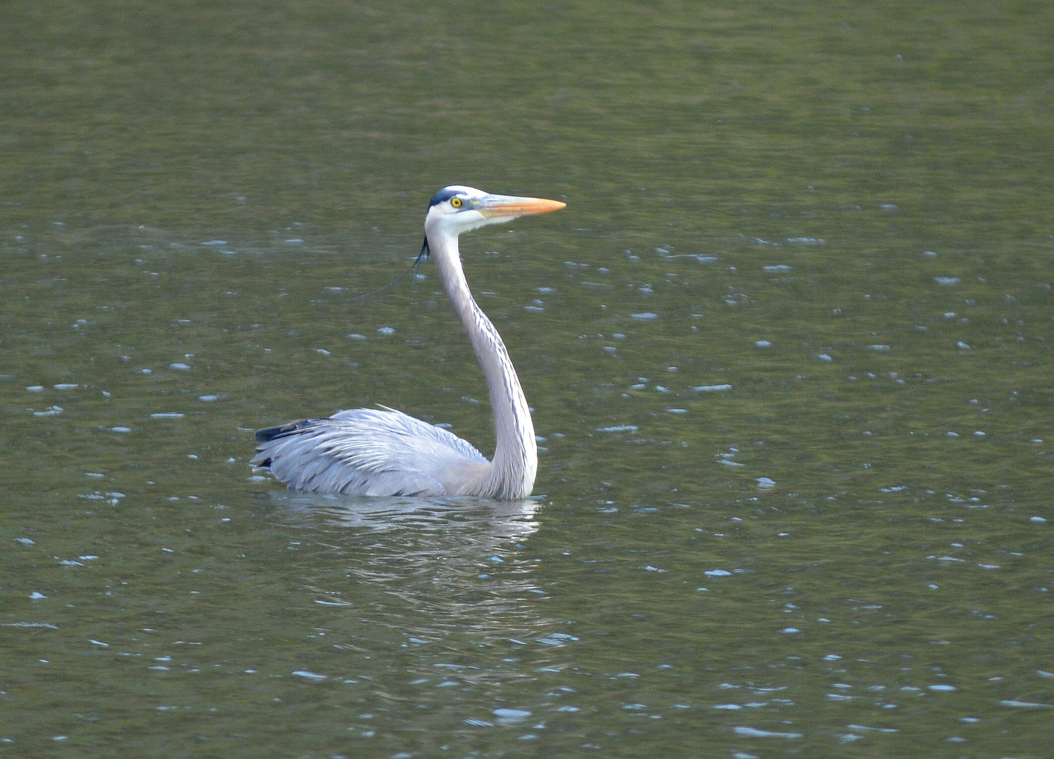 Heron1-001.jpg