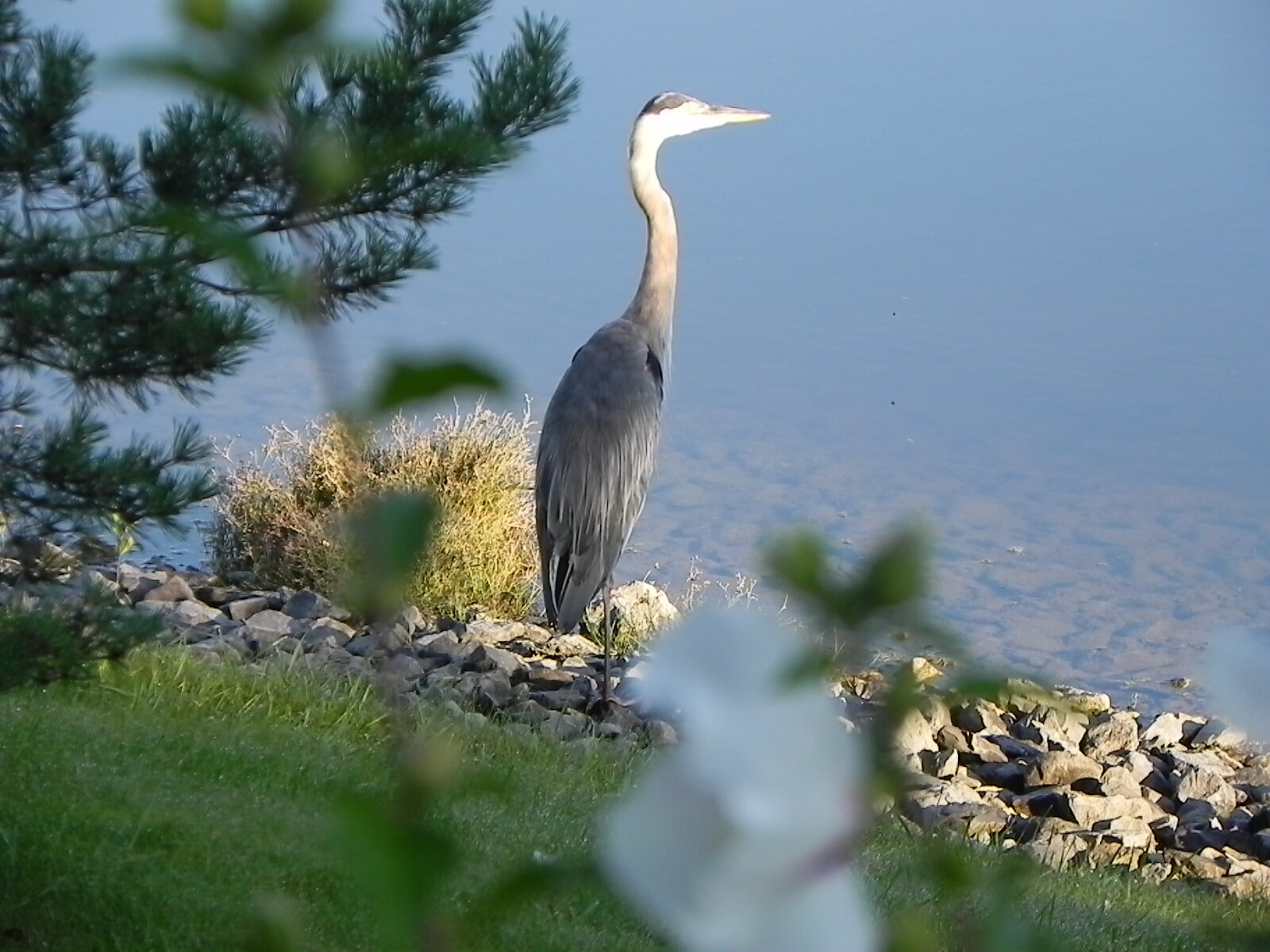 Heron9-001.jpg