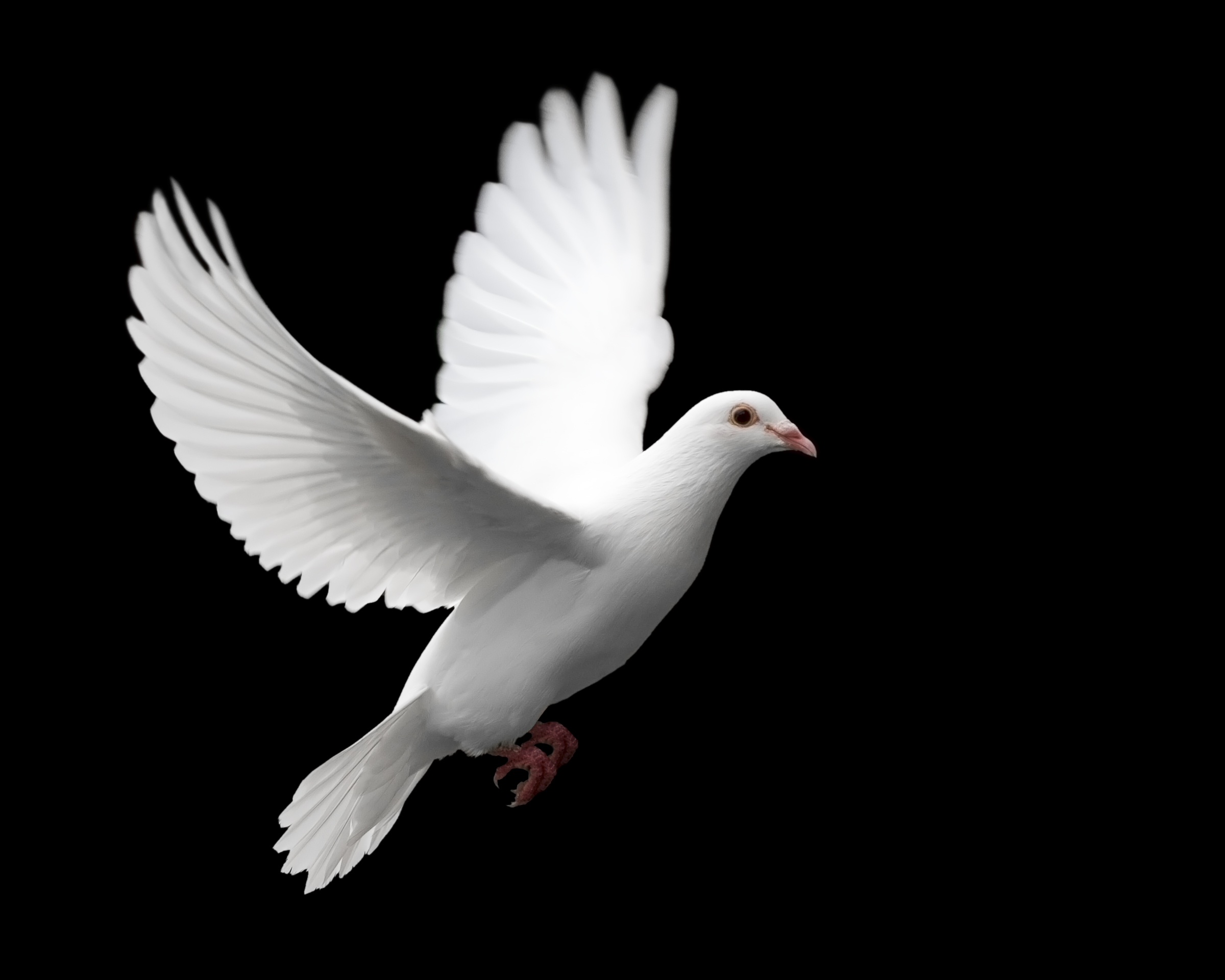 doves doves_flying_1277966301.jpg