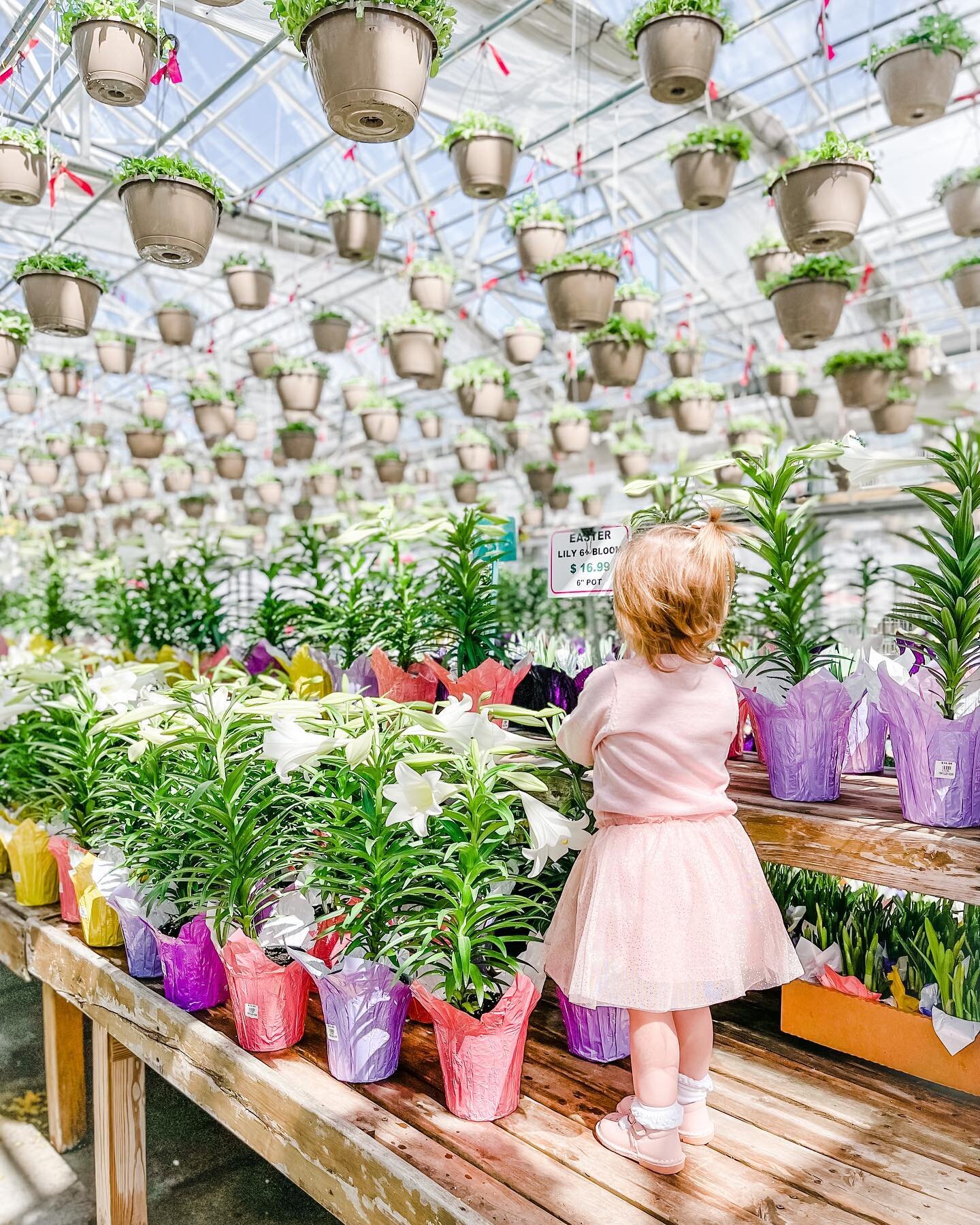 easter weekend is in full bloom 🌷🌿🌸🐥🐰🪺🥕🌼