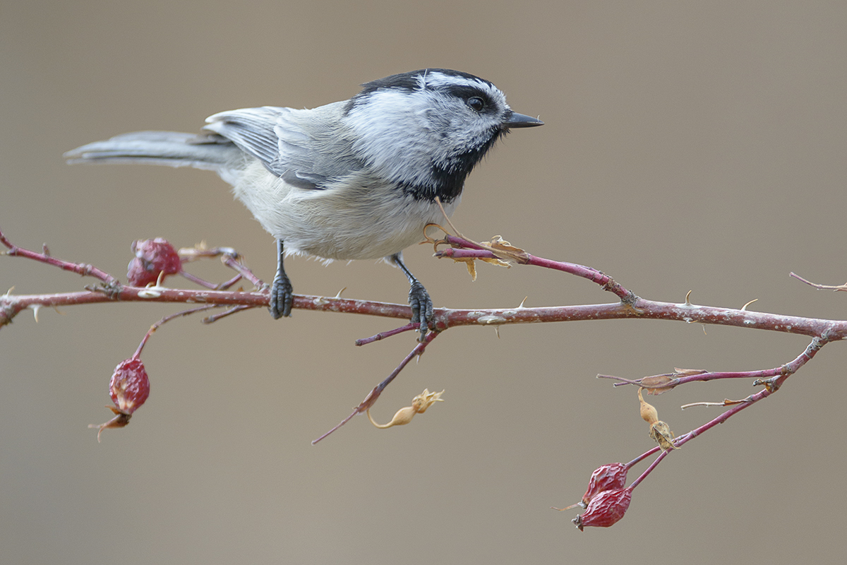 Mountain Chikadee photo by Juanjo Segura .
