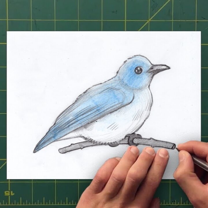 Learn How to Draw a Bluebird!