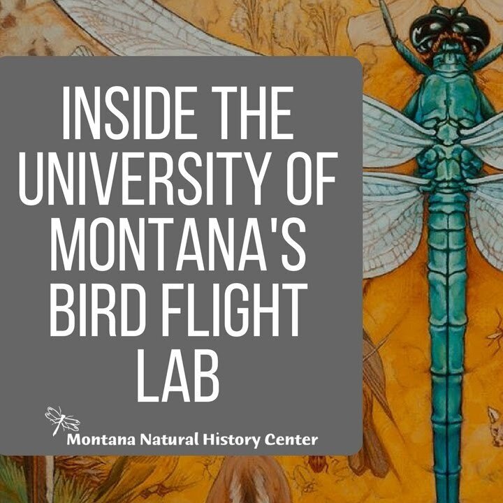 Learn More About How Birds Fly!