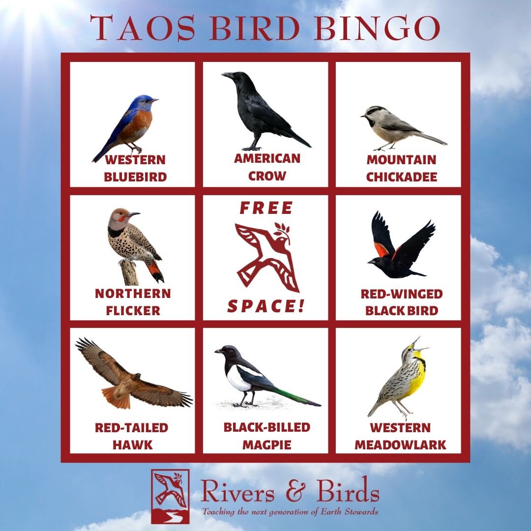 Click to Play Taos Bird Bingo!