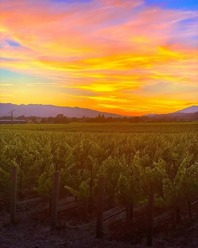 Oakville Sunsets..truly the most magical place ✨