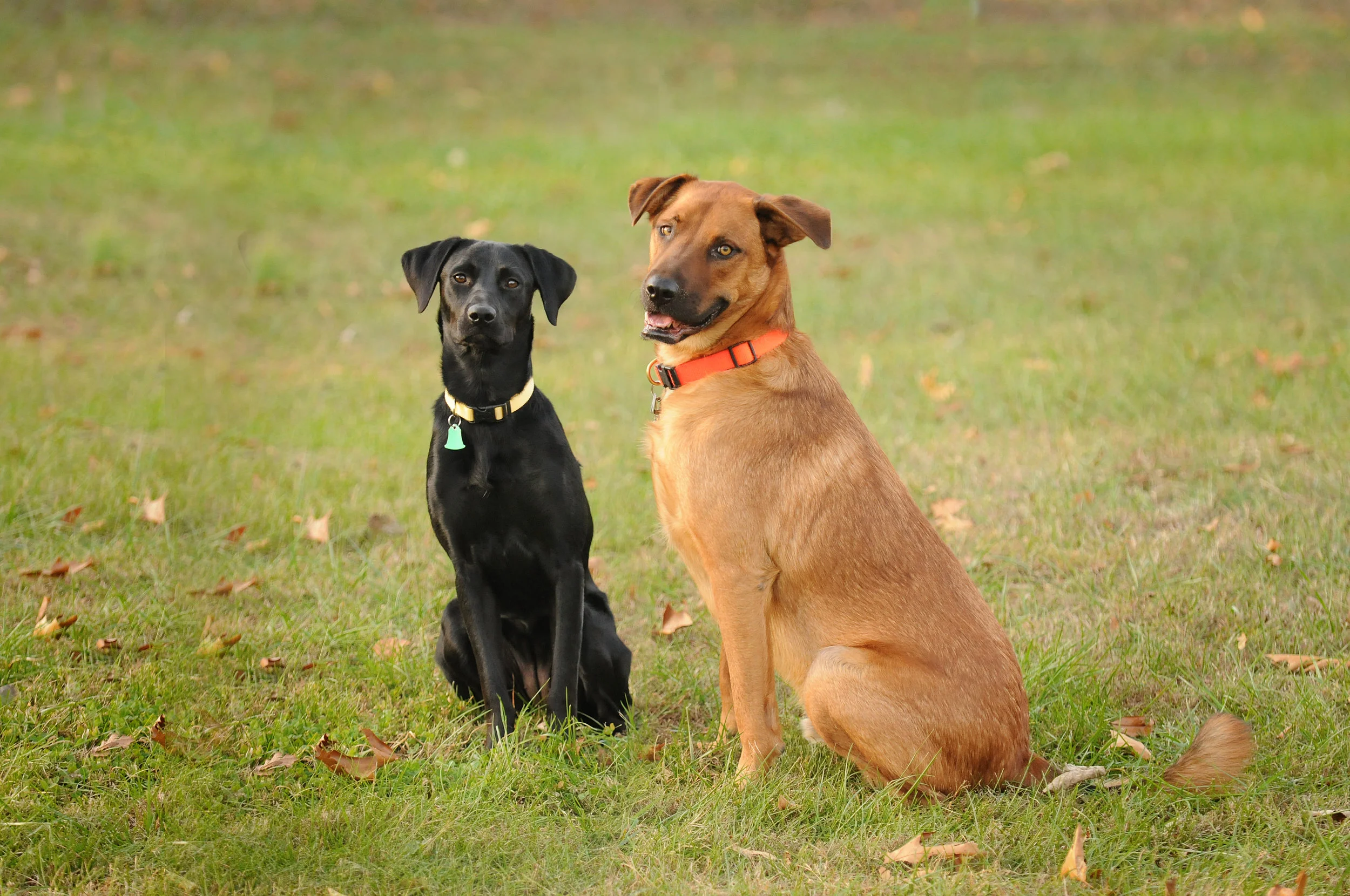 CC_2dogs.jpg